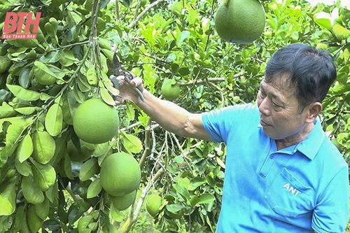 Nông dân huyện Ngọc Lặc thu nhập cao từ vườn mẫu