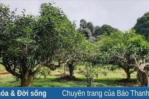 Bá Thước bảo tồn cây chè Shan tuyết gắn với phát triển du lịch cộng đồng