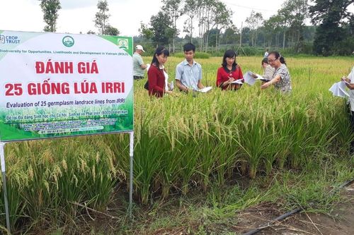 Hội thảo chọn giống lúa mới