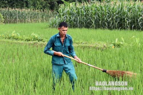 Chú trọng phòng trừ sâu bệnh hại cây trồng vụ xuân