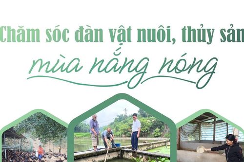 Chăm sóc đàn vật nuôi, thủy sản mùa nắng nóng