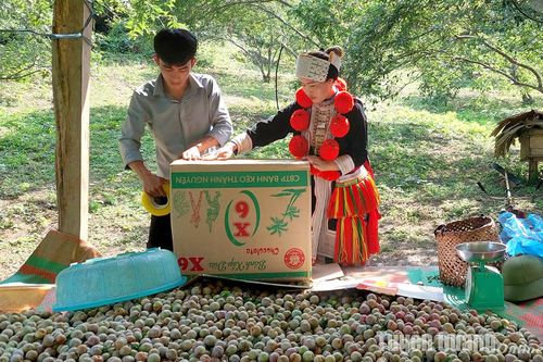 Mận tam hoa Nà Lạ