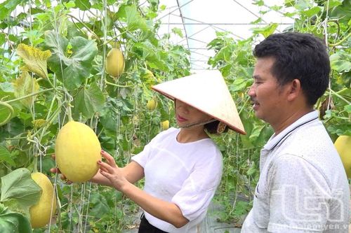 Sức bật 'tam nông' ở thành phố công nghiệp, Kỳ II: Hướng tới nền nông nghiệp đô thị