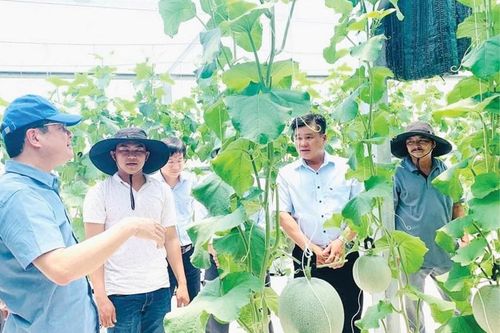 Chuyển đổi cây trồng, vật nuôi theo hướng hữu cơ, an toàn