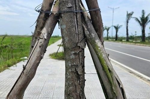 Hàng loạt cây xanh tại dự án đường hơn 370 tỷ đồng ở Huế chết khô