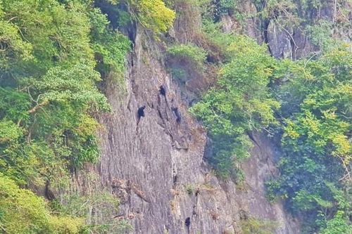 Đàn linh trưởng quý hiếm trở về với bản sau hàng chục năm vắng bóng
