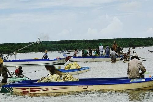 Chấm dứt tình trạng khai thác nghêu giống trái phép tại Mũi Cà Mau