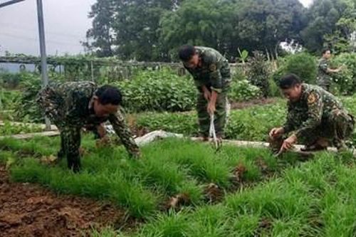 Đẩy mạnh tăng gia, nâng cao đời sống bộ đội