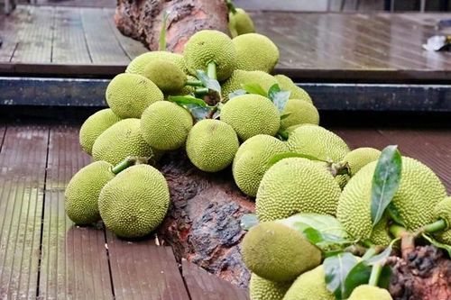 Cây mít quả 'chạy' từ gốc đến ngọn gây sốt ở Tuyên Quang
