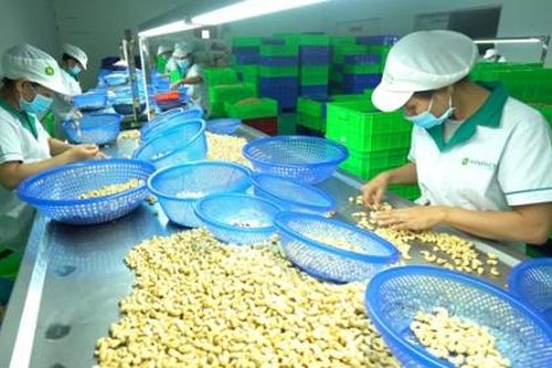 Các nhà máy điều thiếu nguyên liệu vì đối tác châu Phi chậm giao hàng