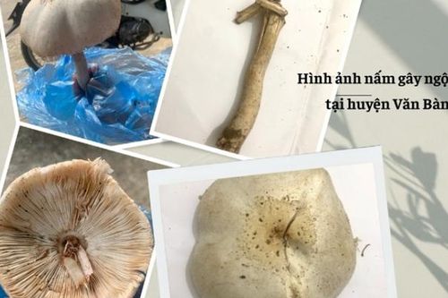 Lào Cai: Loài nấm làm 3 người ngộ độc có chứa hoạt chất dạng ma túy gây ảo giác