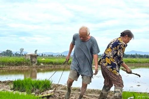 Trả công gần nửa triệu một ngày, người dân vẫn khó kiếm thợ cấy thuê