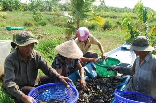Khôi phục nguồn lợi cá đồng ở vùng rừng U Minh