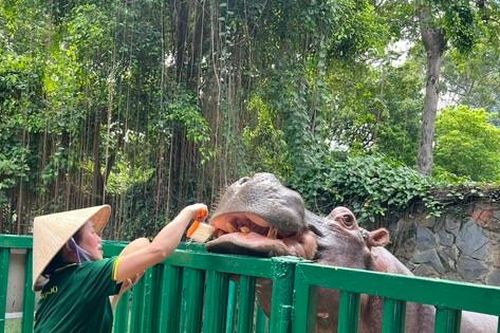 Đến Thảo Cầm Viên chơi, du khách bất ngờ thấy hà mã được... đánh răng