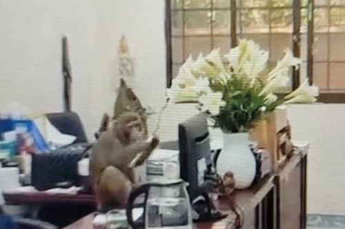 Khỉ hoang quậy phá, trêu đùa cán bộ và người dân ở trung tâm Hà Nội