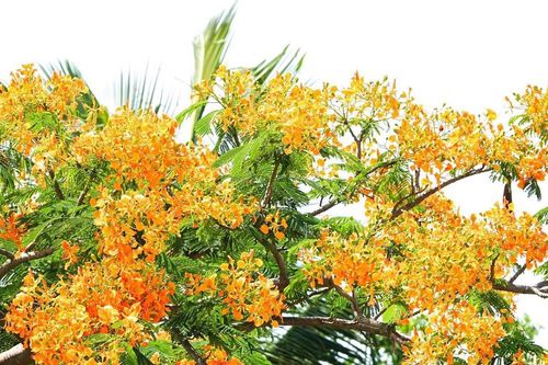 Cây phượng hoa vàng của ông lão 81 tuổi đang khoe sắc, đẹp mơ màng ở Cần Thơ