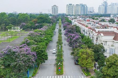 Tháng 6, rực rỡ sắc tím bằng lăng Ciputra Hanoi