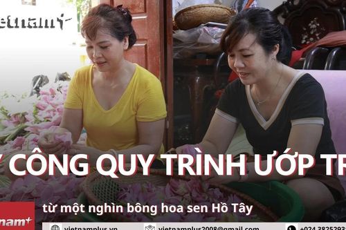 Kỳ công quy trình ướp trà từ một nghìn bông hoa sen Hồ Tây