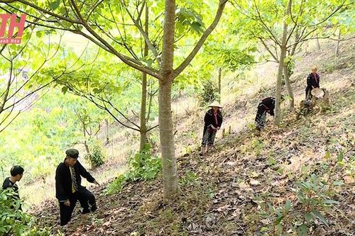 Phát triển cây trẩu ở Mường Lát