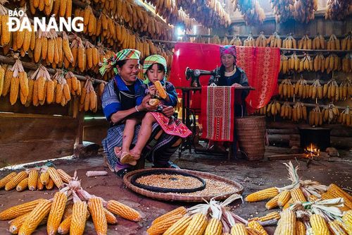 Sắc ngô vàng ươm ở Mù Cang Chải