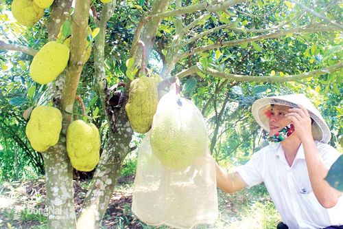 Săn những trái cây đặc sản độc, lạ