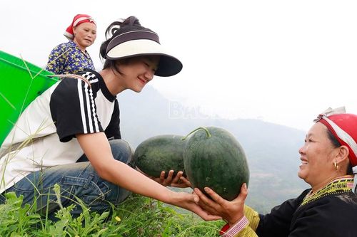 Rộn ràng mùa thu hoạch dưa hấu
