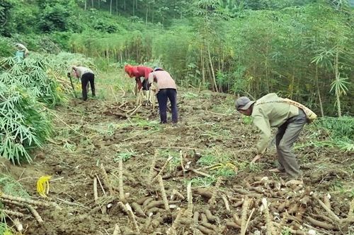 Tăng cường quản lý vùng trồng sắn, gắn với chế biến tiêu thụ sản phẩm sắn