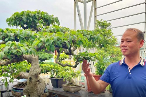 'Nuôi' bonsai, dưỡng tâm hồn