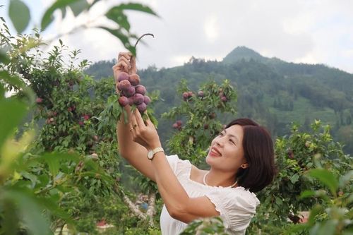 Bắc Hà: Hái mận tại vườn hút khách mùa lễ hội