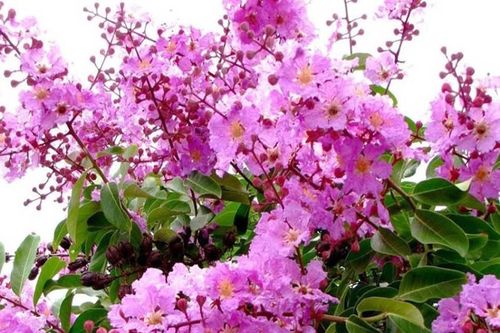 Sắc tím bằng lăng