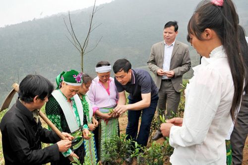 Chè sông Lô - từ đặc sản đến sản xuất kinh tế