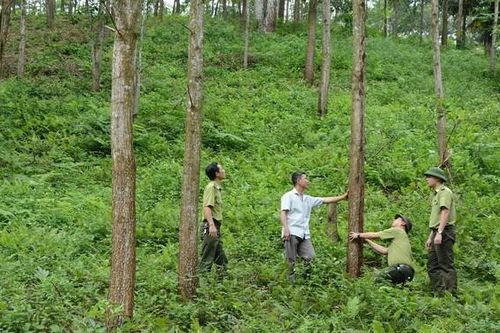 Chính sách hỗ trợ tín dụng cho hộ gia đình, doanh nghiệp đầu tư trồng rừng gỗ lớn từ 15/7/2024
