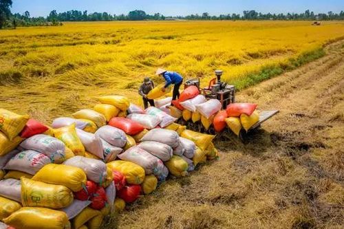 VFA kiến nghị áp dụng giá sàn trong xuất khẩu gạo