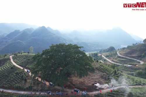 Vẻ đẹp của cây đa di sản hơn 500 tuổi ở Lai Châu
