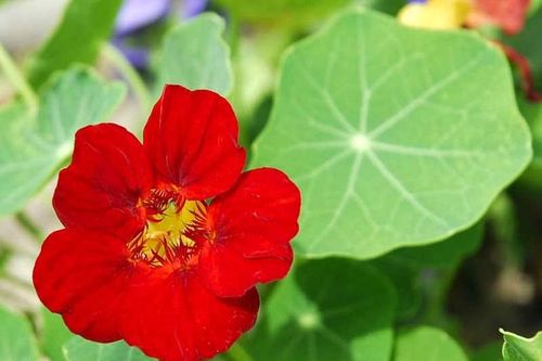 Trồng cây sen cạn trong chậu treo mang may mắn cho gia đình