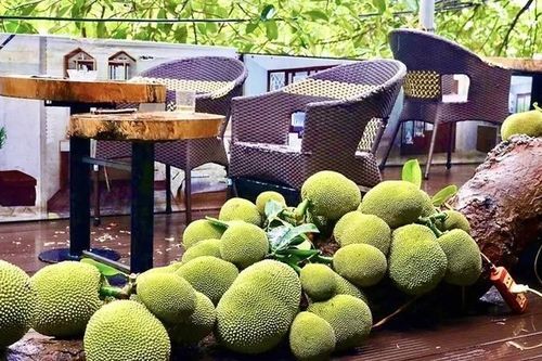 Độc lạ cây mít 'xuyên thủng' quán, quả sai từ gốc đến ngọn