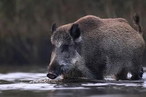 Cảnh báo 'siêu lợn' Canada sớm xâm lấn và hoành hành khắp Bắc Mỹ