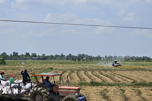 Đánh thức tiềm năng vùng bưng biền Đồng Tháp Mười