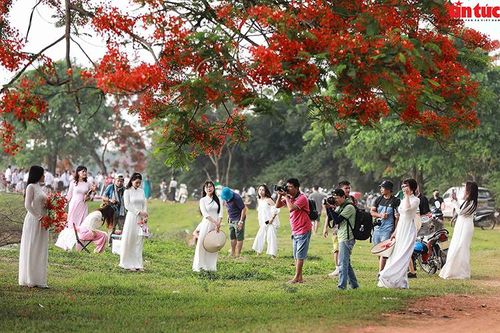 Cây hoa phượng vĩ rực rỡ 'gây sốt' tại đầm Vân Trì