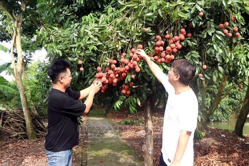 Vải trứng Hưng Yên đắt khách