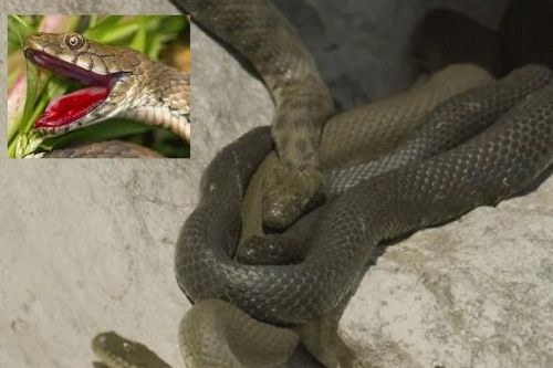 Kẻ săn mồi hoàn toàn bị đánh lừa trước loài rắn có cách tự vệ tinh quái: Lẽ lưỡi, hộc máu giả chết