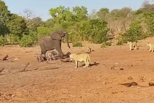 Clip: Voi mẹ điên cuồng bảo vệ con song sinh dưới nanh vuốt sư tử và cái kết bất ngờ