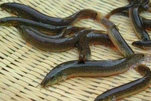 Hai loại cá giá rẻ bán đầy ngoài chợ, bổ ngang nhân sâm - tổ yến
