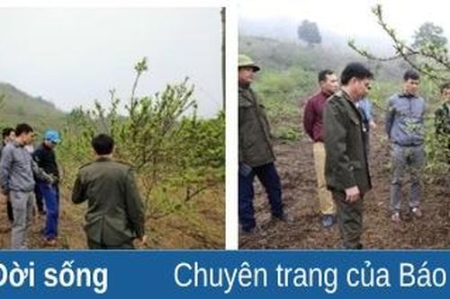 Hiệu quả bước đầu từ mô hình trồng mận hậu ở vùng đệm Khu Bảo tồn thiên nhiên Xuân Liên