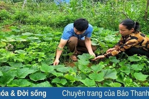 Sản xuất rau an toàn ở Thành Lâm