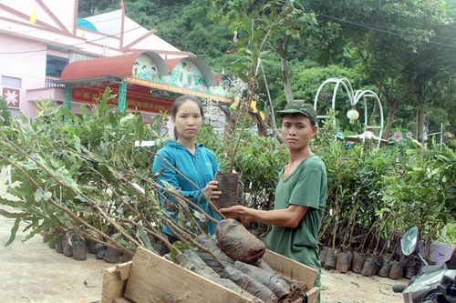 Tuần Giáo đưa mắc ca thành cây xóa đói giảm nghèo