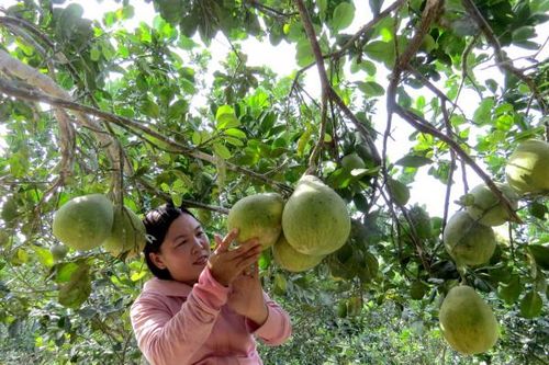 Câu lạc bộ chăn nuôi heo và trồng cây ăn trái ở thị trấn Khánh Vĩnh: Hỗ trợ phụ nữ phát triển kinh tế