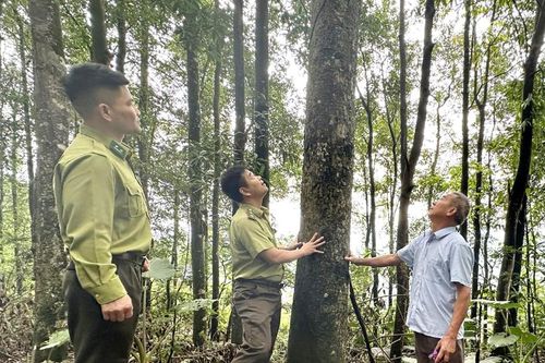 Hiệu quả thi hành Luật Lâm nghiệp năm 2017 tại Lào Cai
