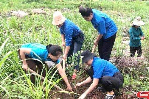 Phát huy sức trẻ xung kích tình nguyện vì cộng đồng