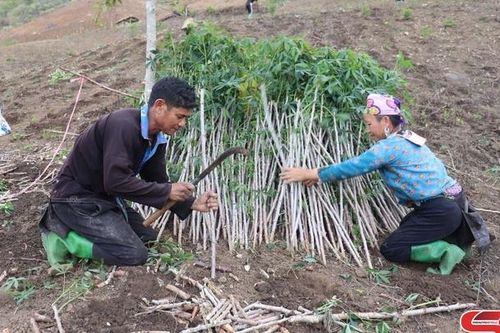 Nông dân Sông Mã gieo trồng cây trên nương